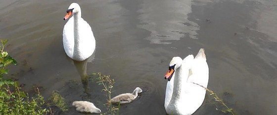 Bild: Die Schwanenfamilie