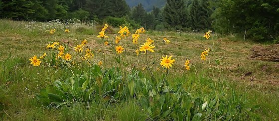 Bild: Die Arnika bleibt im Landkreis!