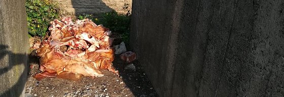 Bild: Illegal entsorgt - im wahrsten Sinne des Wortes eines Schweinerei