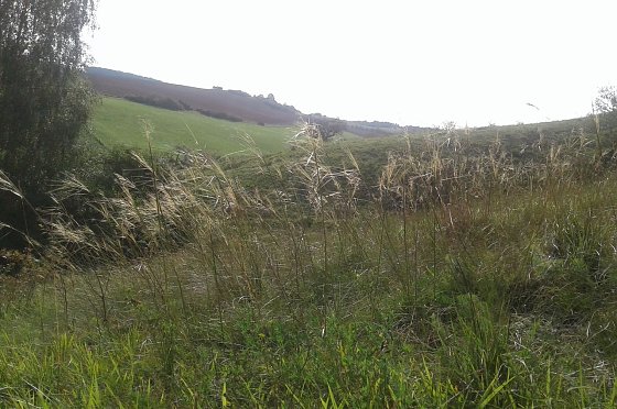 Bild: Pfriemengras (Stipa capillata) im Alten Stolberg