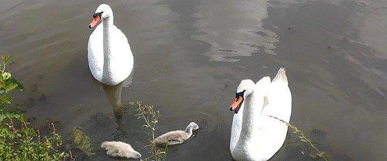 Bild: Bis vor einiger Zeit  war die Schwanenfamilie auf dem Fischaufzuchtsteich in Liebenrode noch vereint.