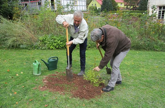 Bild: Baum gepflanzt