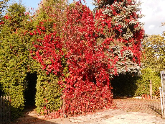 Bild: Wunderbaum im Hinterhof