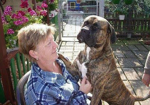 Bild: Boxer-R&uuml;de Benno hilft bei der Therapie mit Kindern flei&szlig;ig mit