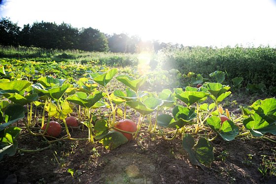 Bild: &Ouml;kologischer Landbau