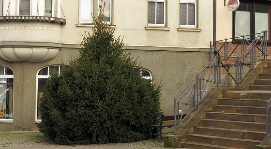 Bild: Weihnachtsbusch in der Altstadt