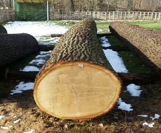Bild: Die Prachteiche aus dem Mackenr&ouml;der Wald Der Jahrringaufbau ist besonders mild.