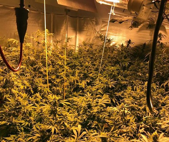 Bild: Blick in die Plantage