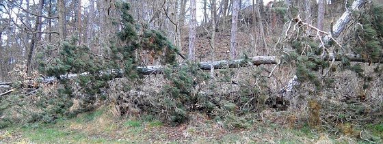 Bild: Vom Sturm aus der Wurzel gerissen, liegen m&auml;chtige Kiefernb&auml;ume im Wald am Kuhberg kreuz und quer.