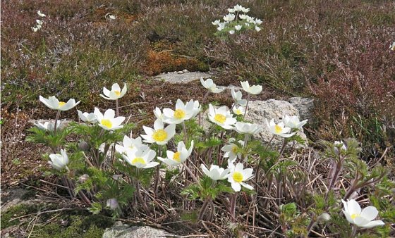 Bild: Bl&uuml;hende Brockenanemone