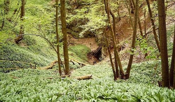 Bild: Uvala im Alten Stolberg