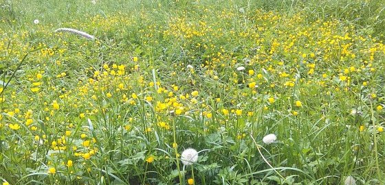 Bild: Gelbe Blumen zwischen dem Gras im Stadtpark vor der Mahd.