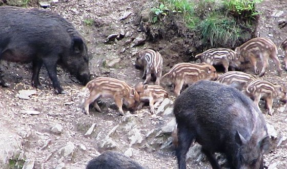 Bild: Gro&szlig;e und kleine Schweine
