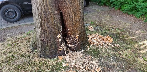 Bild: Brand in einem hohlen Baum