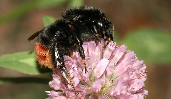 Bild: Steinhummel