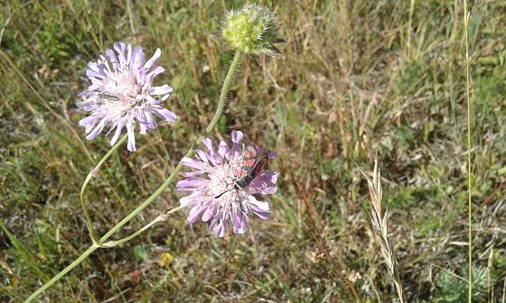 Bild: Zygaena carniolica - Lotus Onobrychis - Gebraer Kop