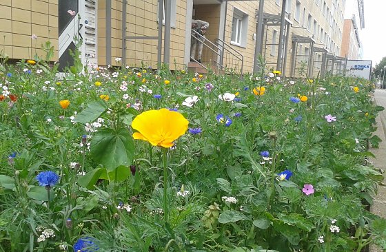 Bild: Gutes Beispiel in der T&ouml;pferstra&szlig;e in Nordhausen