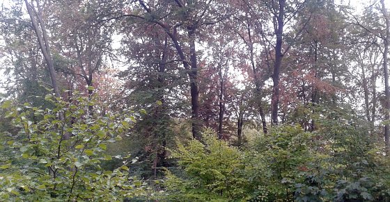 Bild: Sind umliegende W&auml;lder gesch&auml;digt?