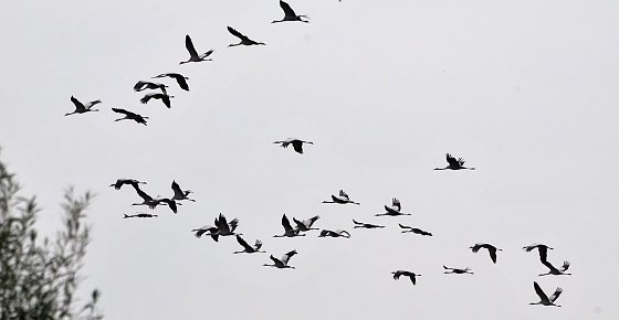 Bild: Kranichflug