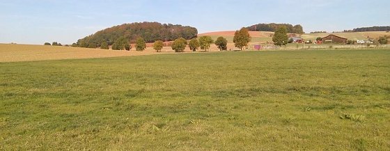 Bild: Auf dieser Wiese bei Steinsee findet sich der Giftweizen.