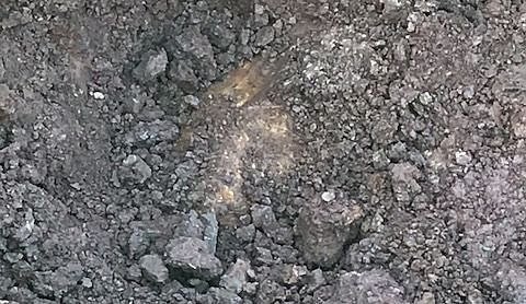 Bild: Gefundener Blindg&auml;nger