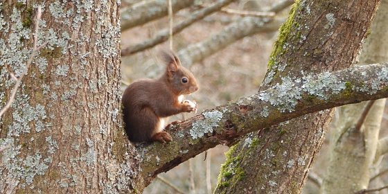Bild: Eichh&ouml;rnchen sind auch im Winter aktiv