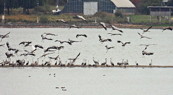 Bild: Kraniche am Stausee Kelbra
