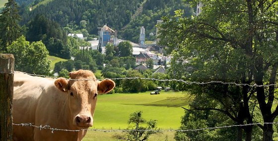 Bild: Mehr recyceln, Natur schonen