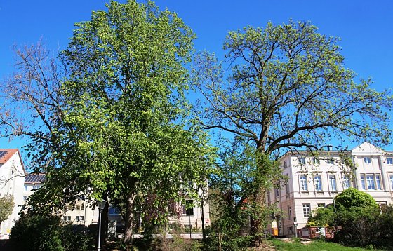 Bild: Ulme in der Promenade