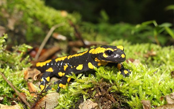 Bild: Feuersalamander