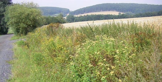 Bild: Ein Bild, das erfreut: Bl&uuml;hender Feldrain.