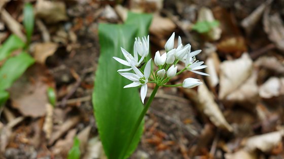 Bild: Allium ursinum beiR&uuml;digsdorf