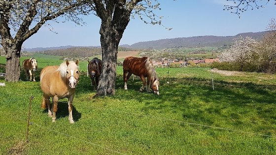 Bild: Idylle pur