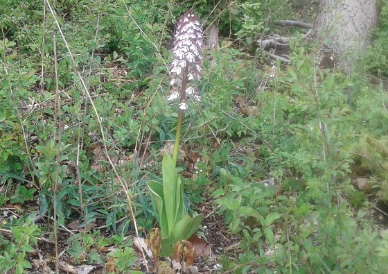 Bild: Der 94. BUND-Einsatz im Naturschutzgebiet Alter Stolberg beinhaltete u.a. Erhaltungsma&szlig;nahmen f&uuml;r die Orchidee Purpur-Knabenkraut (Orchis purpurea). Die Aufnahme entstand am 04.05.2020.