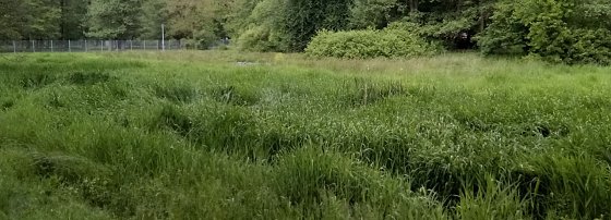 Bild: Ein ehemaliger Mitarbeiter der Stadtverwaltung hatte eine kluge Idee und lie&szlig; vor etlichen Jahren ein Feuchtbiotop f&uuml;r Amphibien anlegen. Seinen Zweck erf&uuml;llt es nicht mehr. Keine Wasserzufuhr, wenig Feuchtigkeit, keine Amphibien, daf&uuml;r Gr&uuml;n in &Uuml;berfluss.