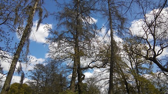 Bild: Nur noch als Brennholz taugen die verdorrten Nadelb&auml;ume im n&ouml;rdlichen Teil des Tiergeheges. Die Hoffnung, dass sich die einst pr&auml;chtigen Blutbuchen im Areal im Fr&uuml;hjahr wieder erholen und  neu austreiben w&uuml;rden, erf&uuml;llte sich nicht. Auch sie sind in absehbarer Zeit Geschichte.