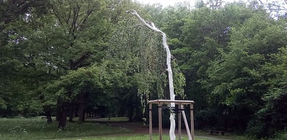 Bild: Diese H&auml;ngebuche war ein Schn&auml;ppchen, sagt F&ouml;rster Axel Axt. Sie war mit wenig Aufwand von einem k&uuml;nftigen Bauland umgesetzt worden. Sie erg&auml;nzt mit dem Ginkgo die Trompetenb&auml;ume als Exoten.