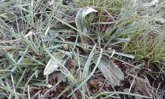 Bild: Das stark gef&auml;hrdete Brand-Knabenkraut (Orchis ustulata) ist eine floristische Rarit&auml;t und streng gesch&uuml;tzt. Dass die seltenen Pflanzen w&auml;hrend der Bl&uuml;tezeit wie hier von Weidetieren abgefressen werden, k&ouml;nnte durch eine bessere Zusammenarbeit von Naturschutzakteuren im Landkreis verhindert werden. (Foto: 04.06.2020)