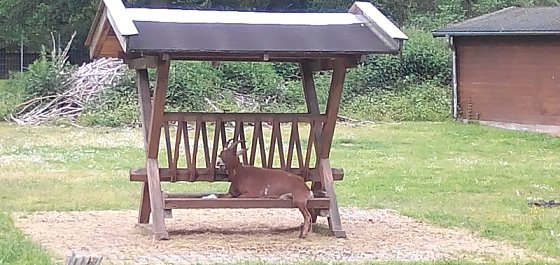 Bild: Tierischer Ruheplatz