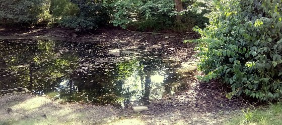 Bild: Der kleine Teich ist fast ausgetrocknet
