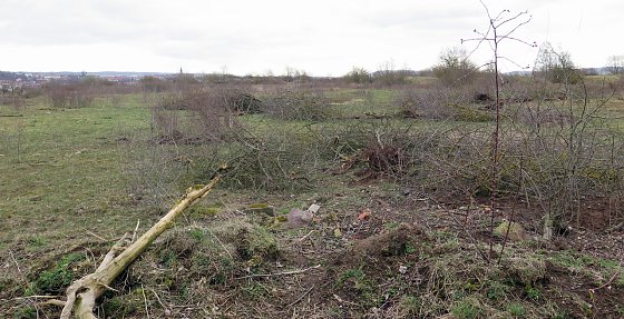 Bild: Hier befand sich einst ein R&uuml;ckzugsgebiet f&uuml;r viele Tierarten, sagen Anwohner