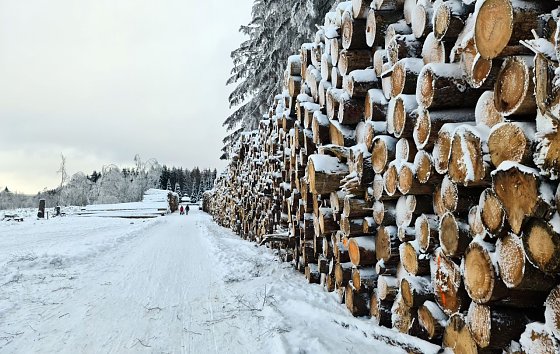 Bild: So sah es im Winter in den S&uuml;dharzer W&auml;ldern aus