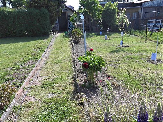 Bild: Gemeinschaftsgarten