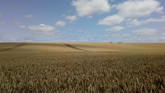Bild: Getreidefl&auml;chen bis zum Horizont zwischen P&uuml;tzlingen und Schiedungen. Breite Fahrspuren zwischen dem reifenden Getreide.