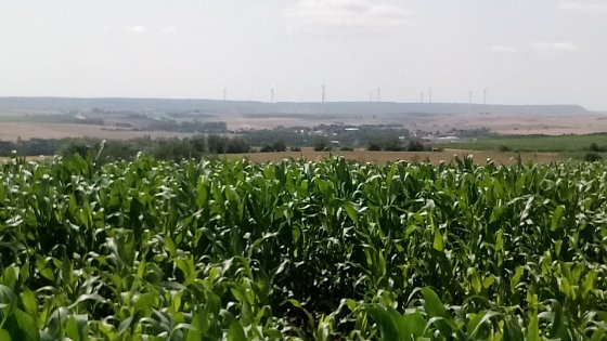 Bild: Blick &uuml;ber Mais und Getreide zu den Windr&auml;dern der Hainleite.