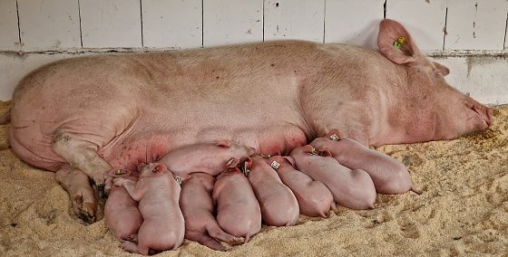 Bild: Sauwohl f&uuml;hlen sich die kleinen Ferkel bei "Mamma"