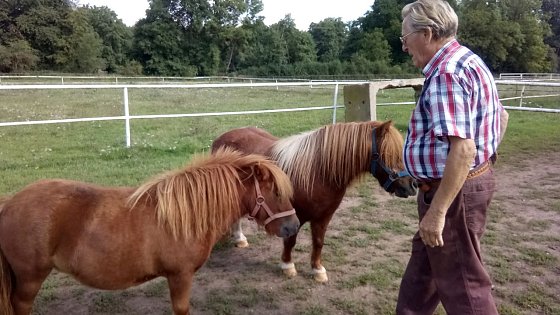 Bild: Die Shetlandponys haben es bei Besuchen auf der Farm  besonders den Kindern angetan.