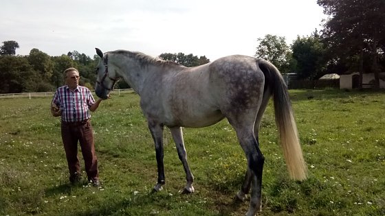 Bild: Wilfried Forst mit seiner  Deutschen-Sportpferd-Zuchtstute Landmaid. Mit einer Widerristh&ouml;he von 1,75 Meter pr&auml;sentiert sie sich stolz ihrem Besitzer.