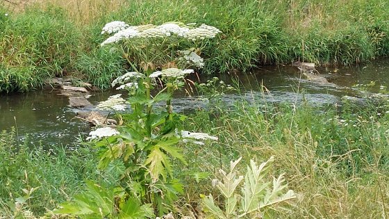 Bild: Riesenb&auml;renklau an der Zorge in voller Bl&uuml;te