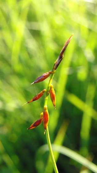 Bild: Besuch im Brockengarten